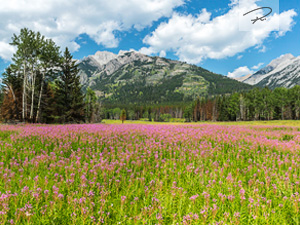 Rocky Mountains Panorama - Banff National Park Kanada