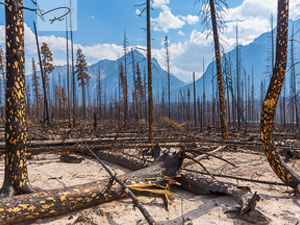 Verbrannter Wald in Jasper Kanada