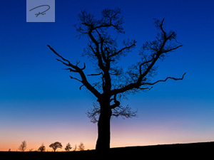 Alter baum im Sonnenuntergang