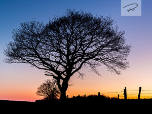 Der Baum zum Sonnenuntergang