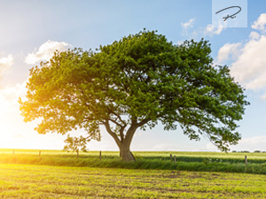 Der Eichenbaum im Sommer