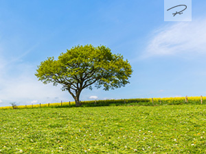 Frühlingswiese in der Eifel