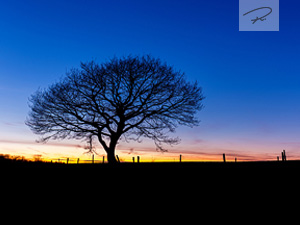 Baum Silhouette im Sonnenuntergang