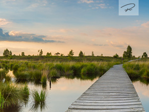 Hohes Venn (Hautes Fagnes) im Sonnenuntergang