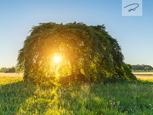 Sonnenuntergang an der alten Süntelbuche