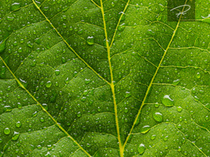 Grünes Blatt mit regentropfen