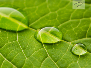 Wassertropfen auf einem Blatt