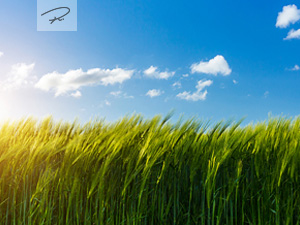 Weizenfeld im Frühling