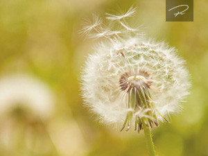 Pusteblume