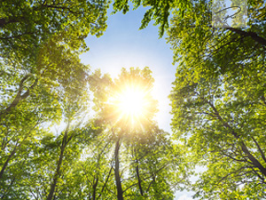 Sonne strahlt in den Wald