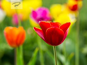 bunte Tulpen