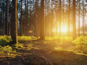 Forest panorama with sunsetlight : Stockfoto oder Stockvideo und Fotos, Bilder, Stockmedien von rcfotostock | RC-Photo-Stock