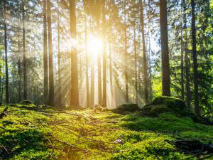 Panorama of a beautiful forest at sunrise : Stockfoto oder Stockvideo und Fotos, Bilder, Stockmedien von rcfotostock | RC-Photo-Stock